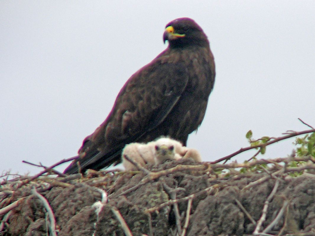 Galapagos 3-1-17 Espanola Punta Suarez Galapagos Hawk and Baby